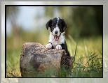 Pieniek, Border collie, Szczeniak, Pyszczek, Trawa